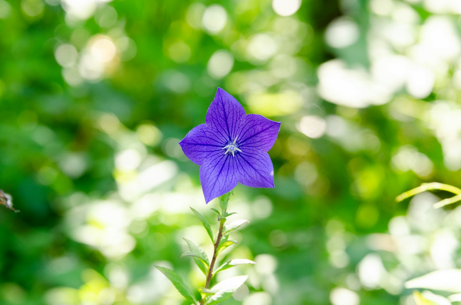 Fleur étoilée violette vibrante sur fond vert