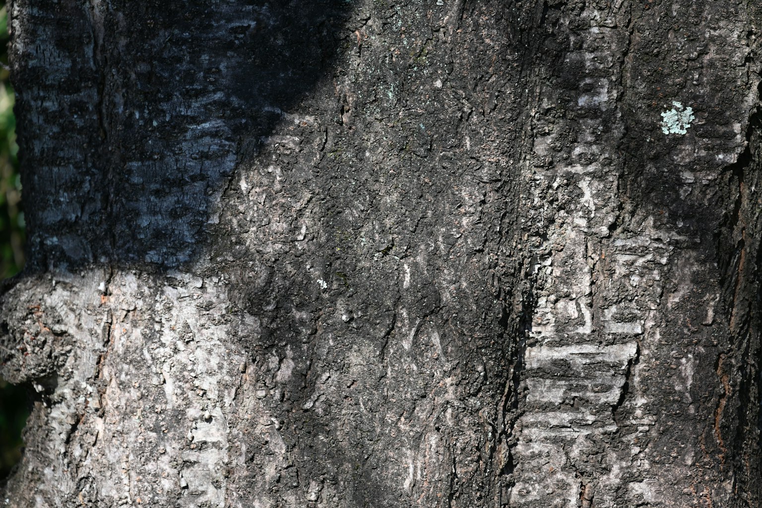 Textura y patrones detallados de la corteza de un árbol