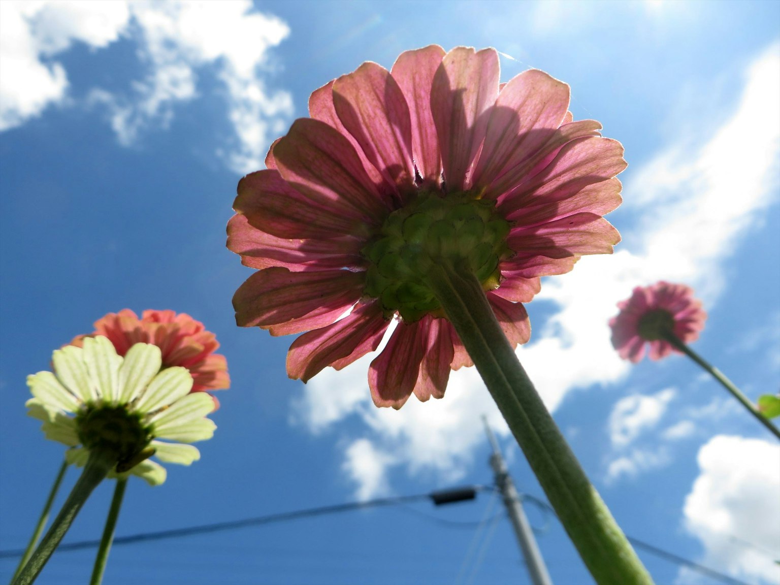 Blick von unten auf rosa und weiße Blumen vor einem blauen Himmel