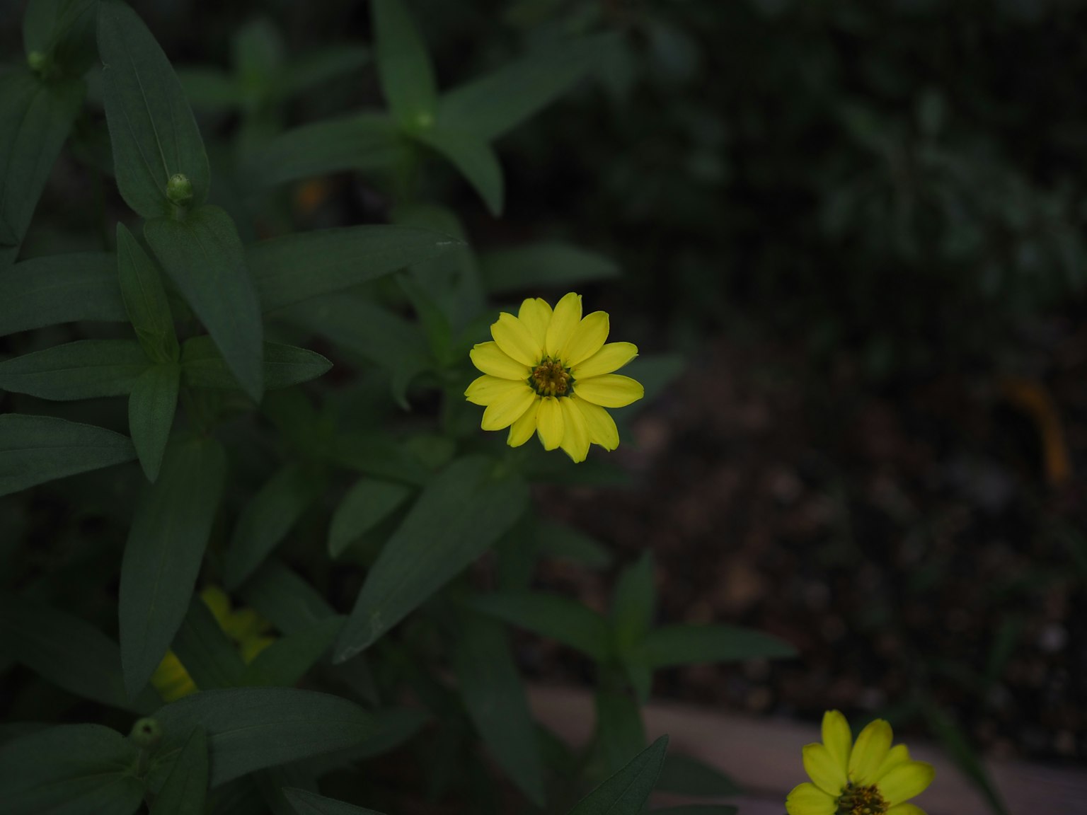 Fiore giallo vibrante che sboccia tra le foglie verdi
