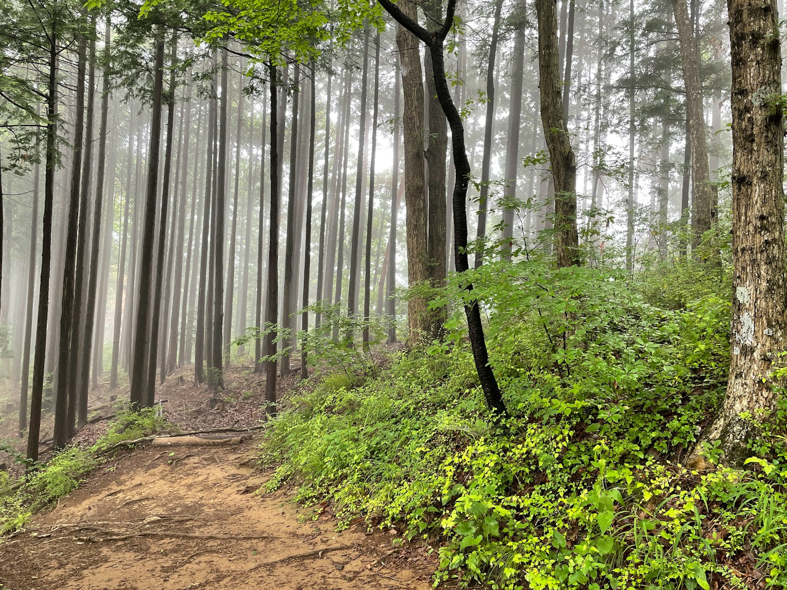 Misty forest path with lush green trees