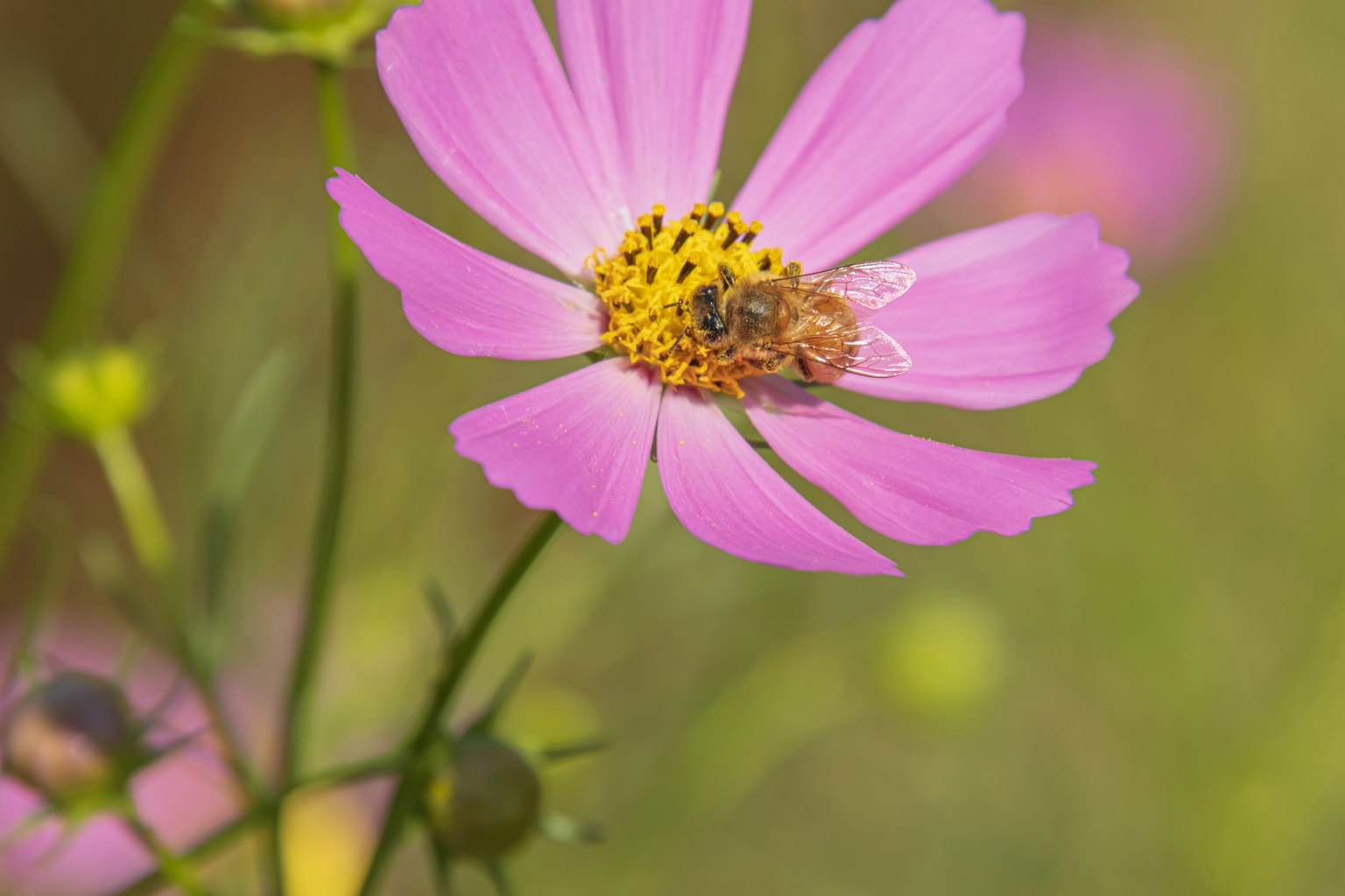 Hoa cosmos hồng rực rỡ với một con ong nhỏ ở giữa