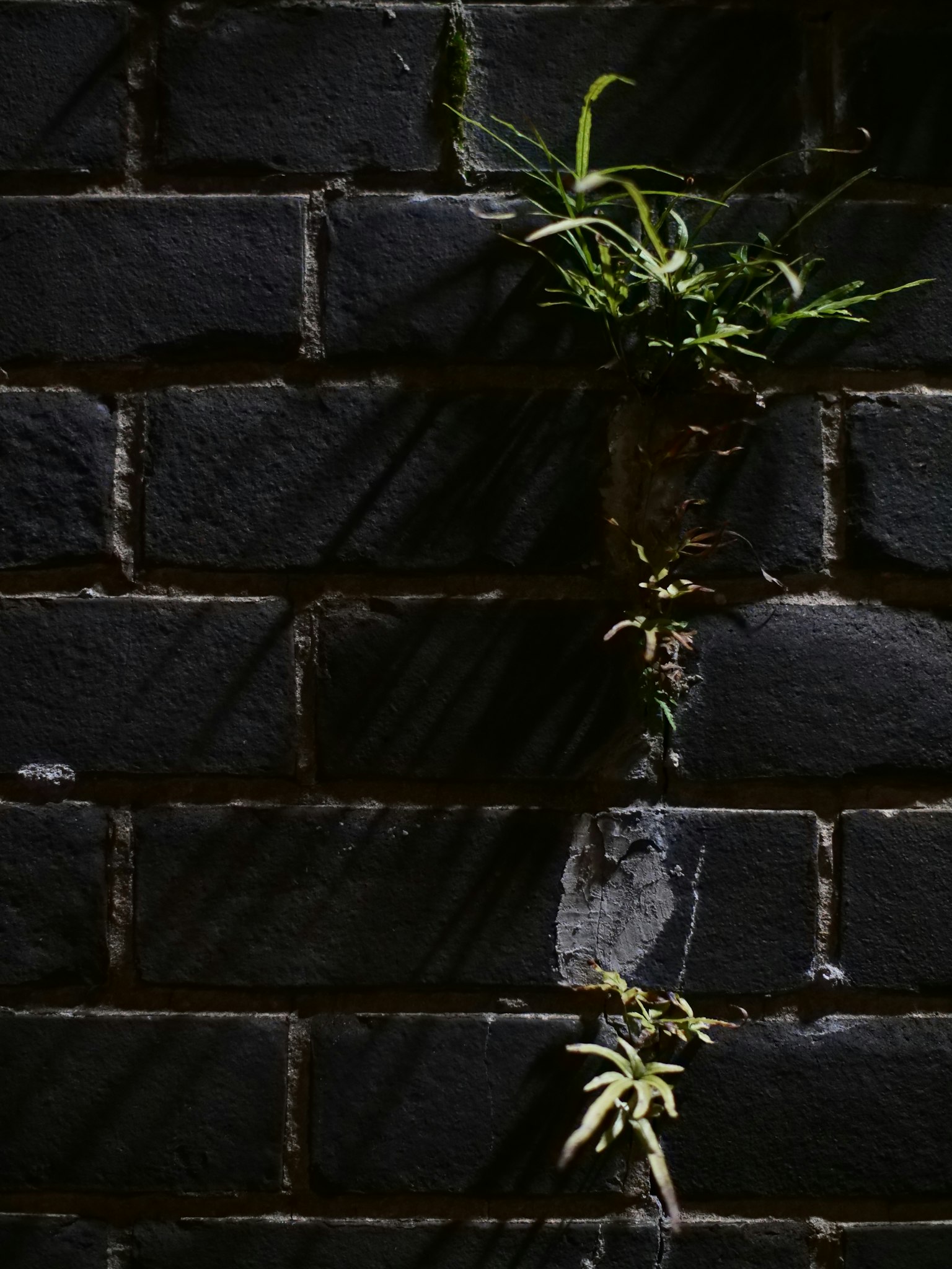 Green plants growing on a black brick wall with shadows