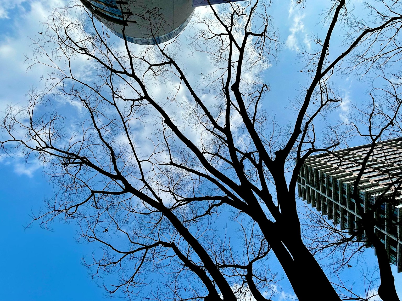 Foto eines kahlen Baumes mit dünnen Ästen und eines Wolkenkratzers unter einem blauen Himmel