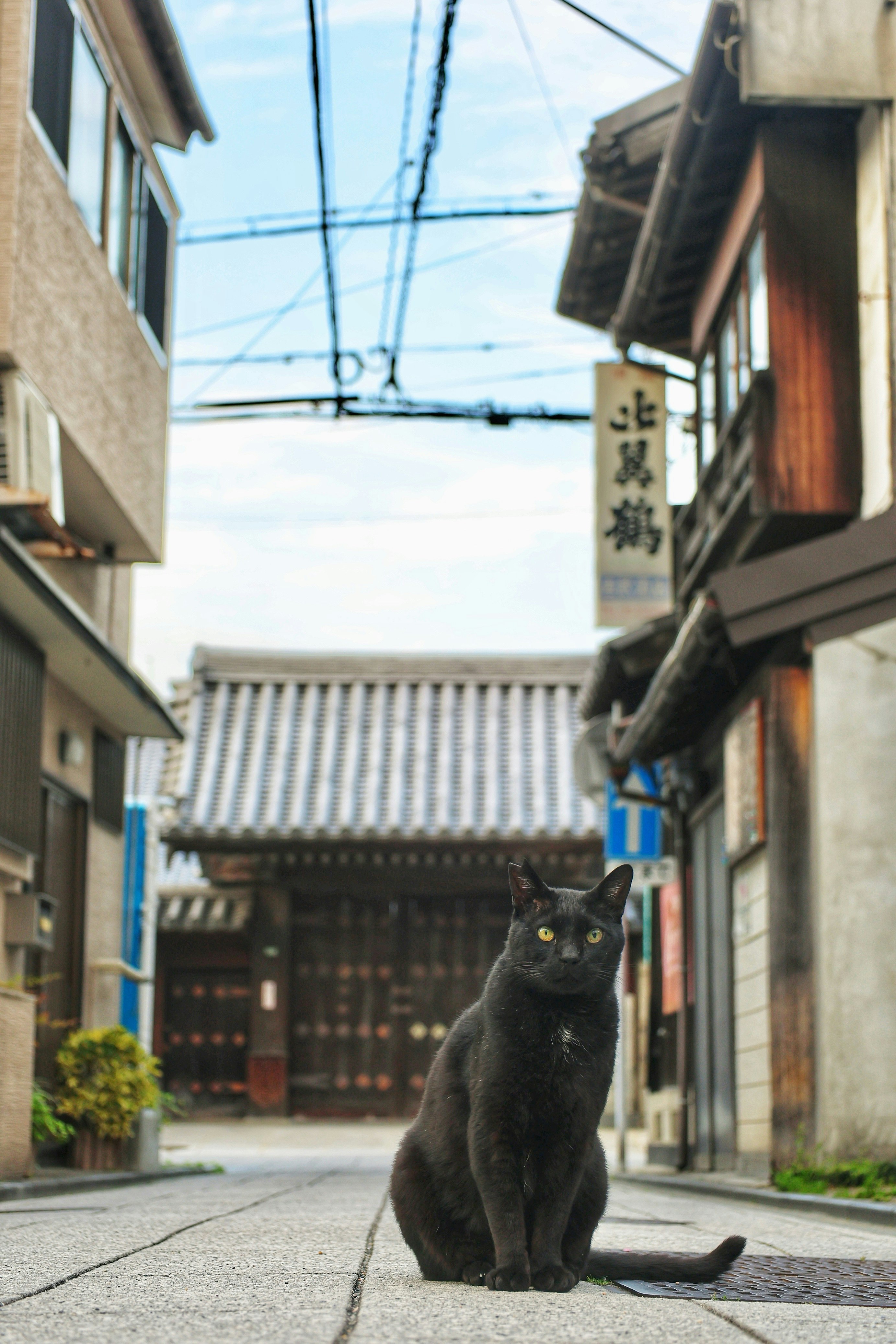 博多の路地で出会った黒猫のいる商店街の通り画像