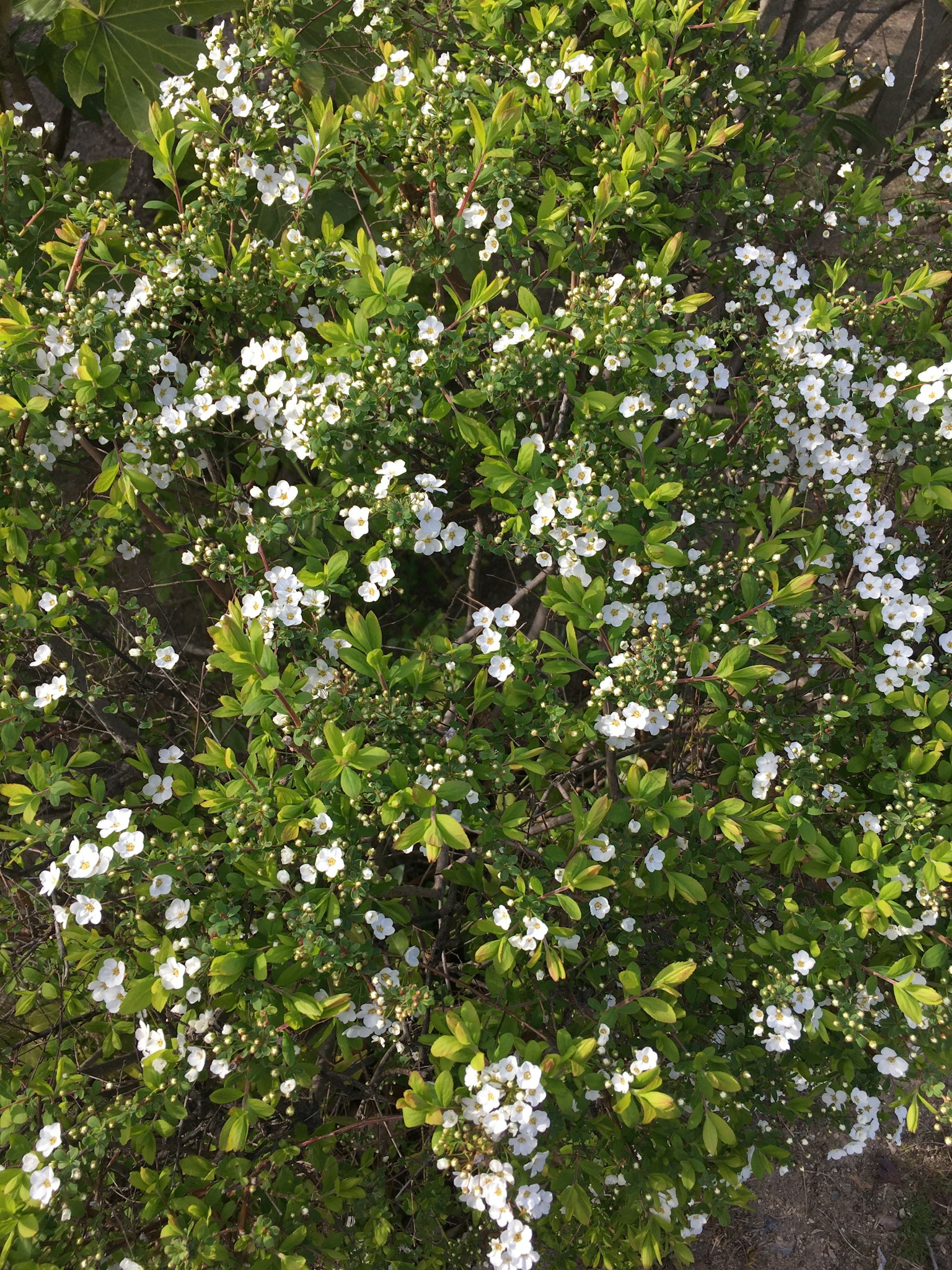 Close-up of a lush green shrub with blooming white flowers
