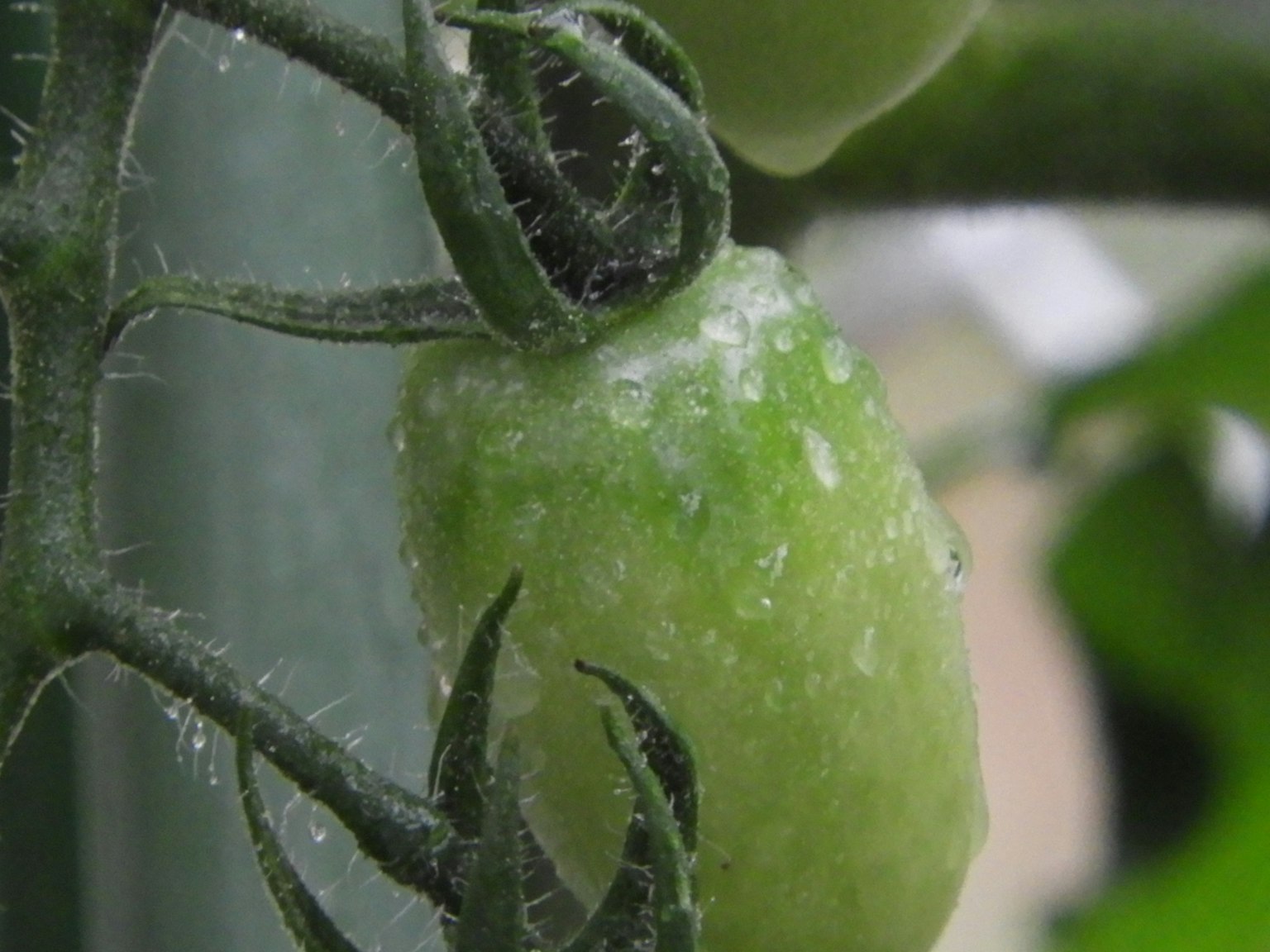 Un fruit de tomate verte suspendu à une tige avec des gouttes d'eau