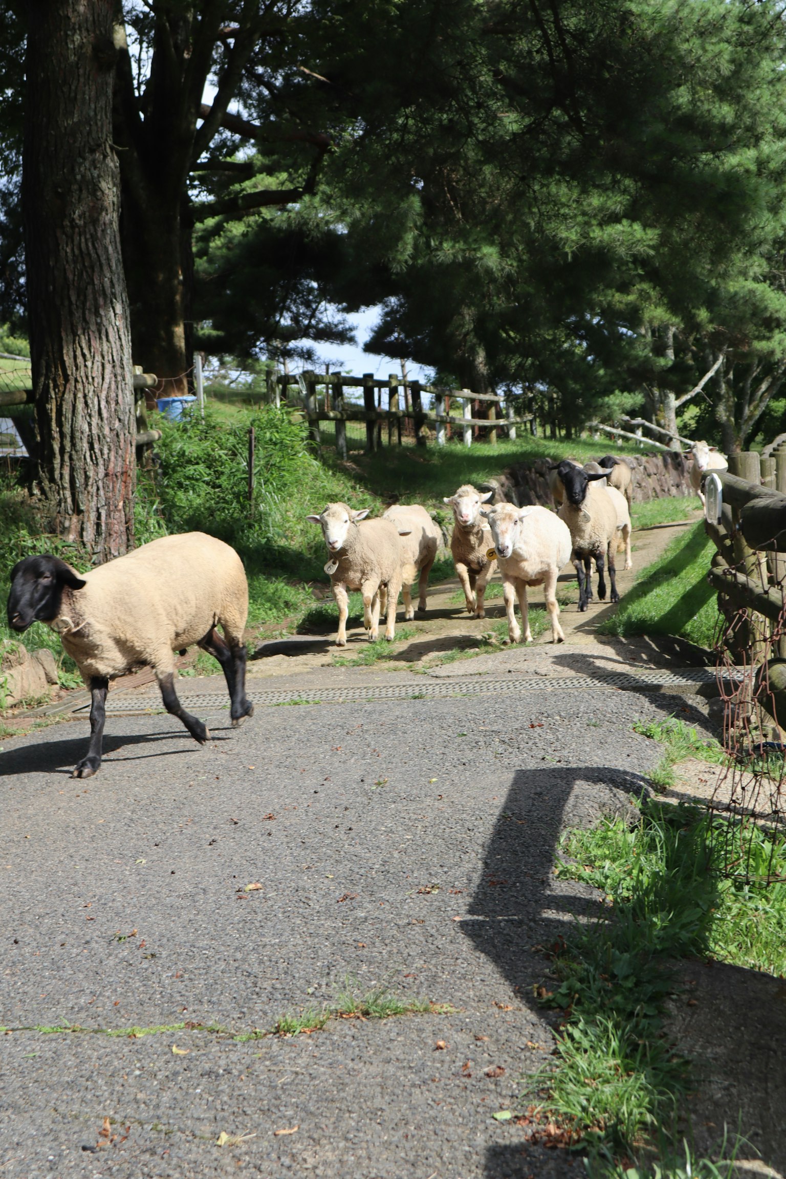 A group of sheep walking along a path surrounded by trees and a fence