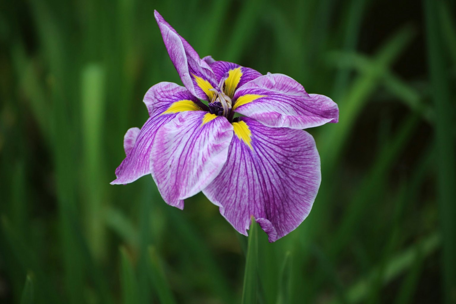 A purple flower with yellow patterns blooming among green leaves