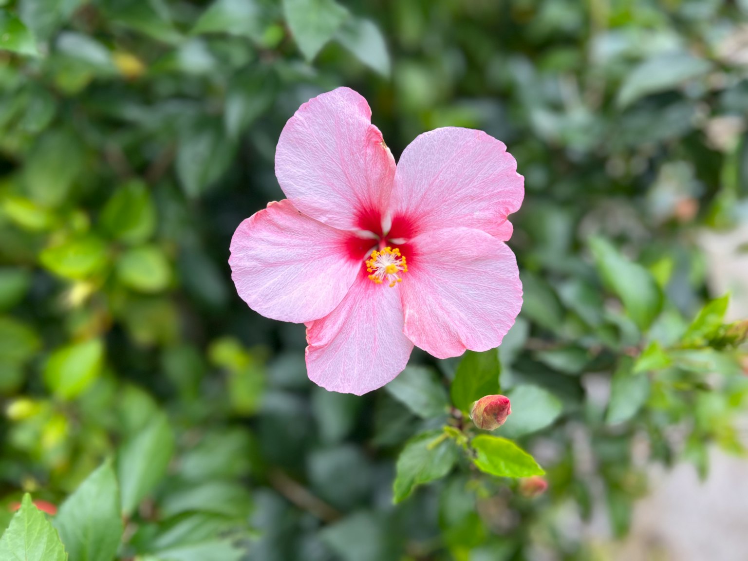 被綠色葉子包圍的鮮豔粉紅色的芙蓉花