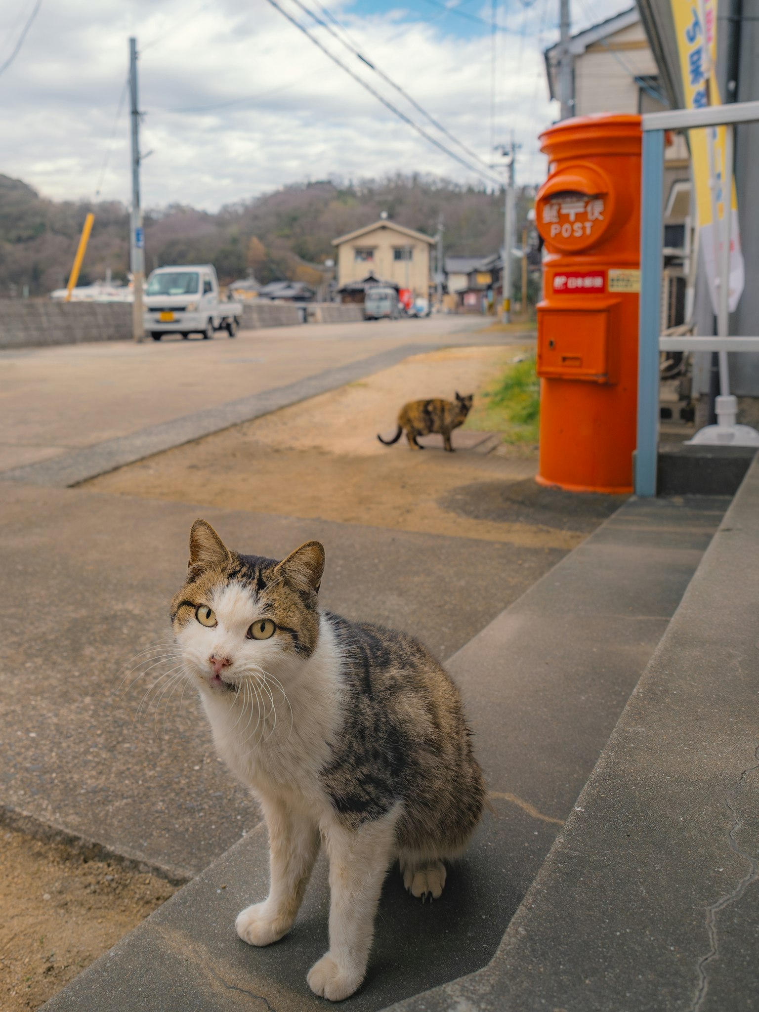 一只猫坐在路边，背景中还有另一只猫