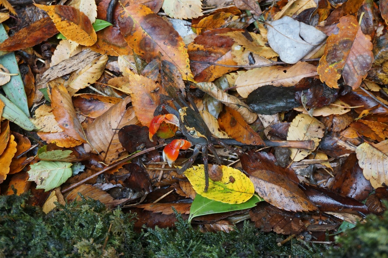 Foglie autunnali colorate sparse sul terreno con diverse sfumature