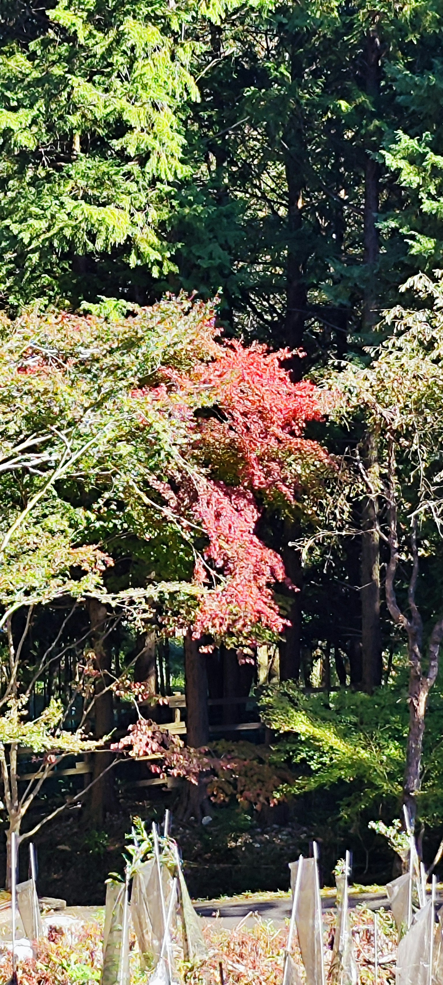 Scenic view of autumn foliage with red leaves among green trees