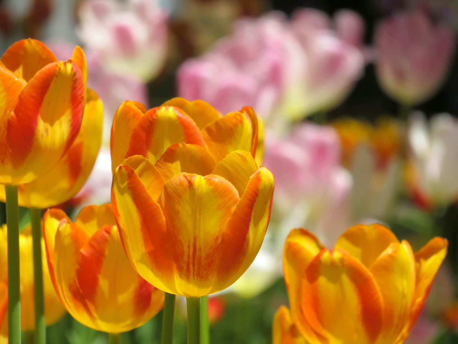 Tulip oranye cerah di latar depan dengan tulip pink lembut di latar belakang