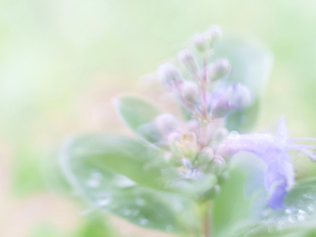 小雨の砂浜で咲く花のやわらかなボケ風景