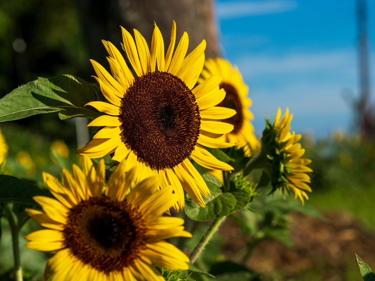 De brillants tournesols en fleurs sous un ciel bleu