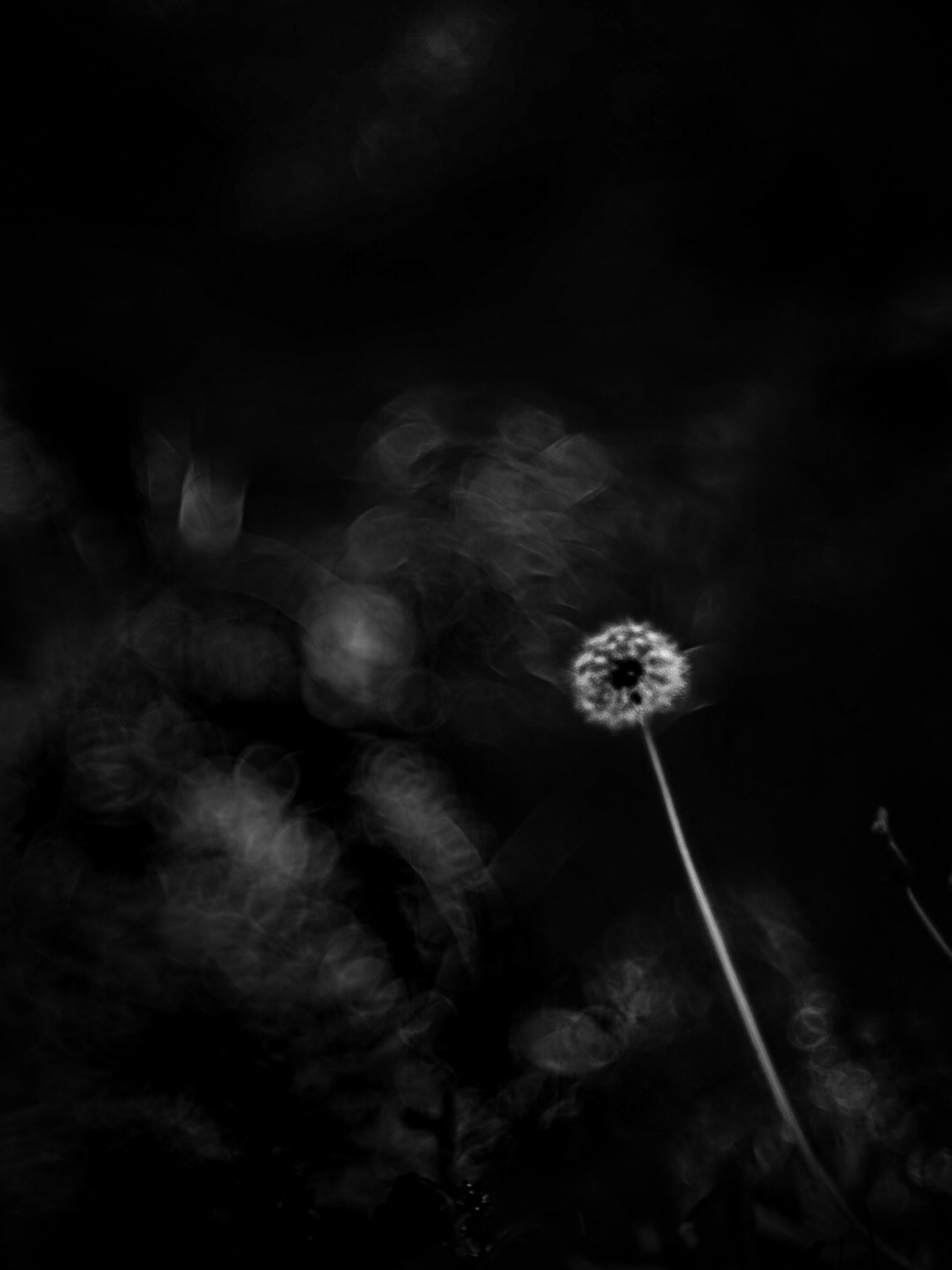 Silhouette d'une fleur de pissenlit sur fond noir