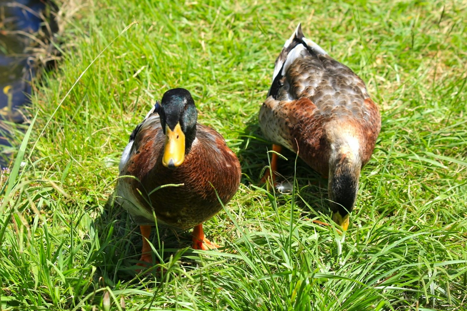 Deux canards debout sur l'herbe avec des postures différentes