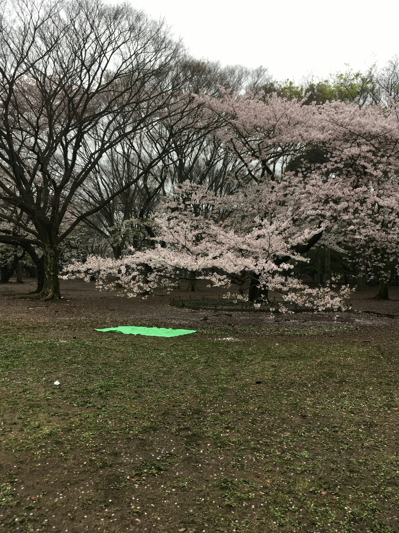Scène de parc avec des cerisiers en fleurs tapis vert sur l'herbe