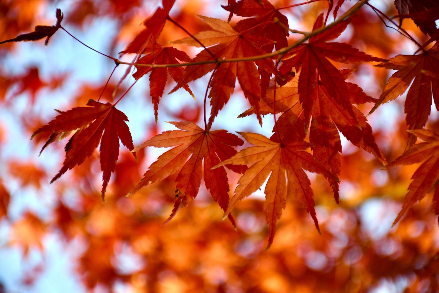 Belles feuilles d'érable rouge sur fond de ciel bleu