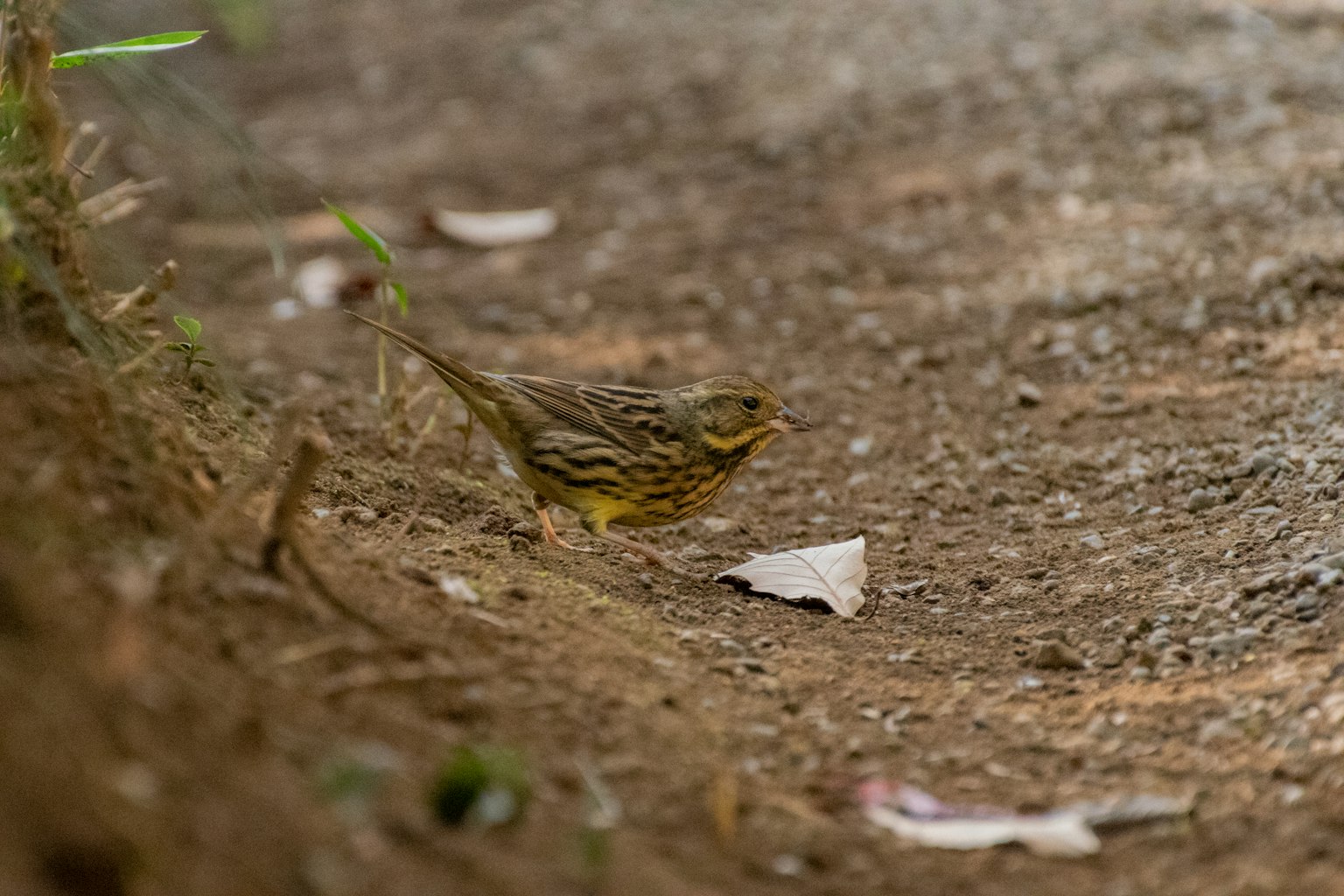 Ein kleiner gelber Vogel von der Seite auf dem Boden in einer natürlichen Umgebung