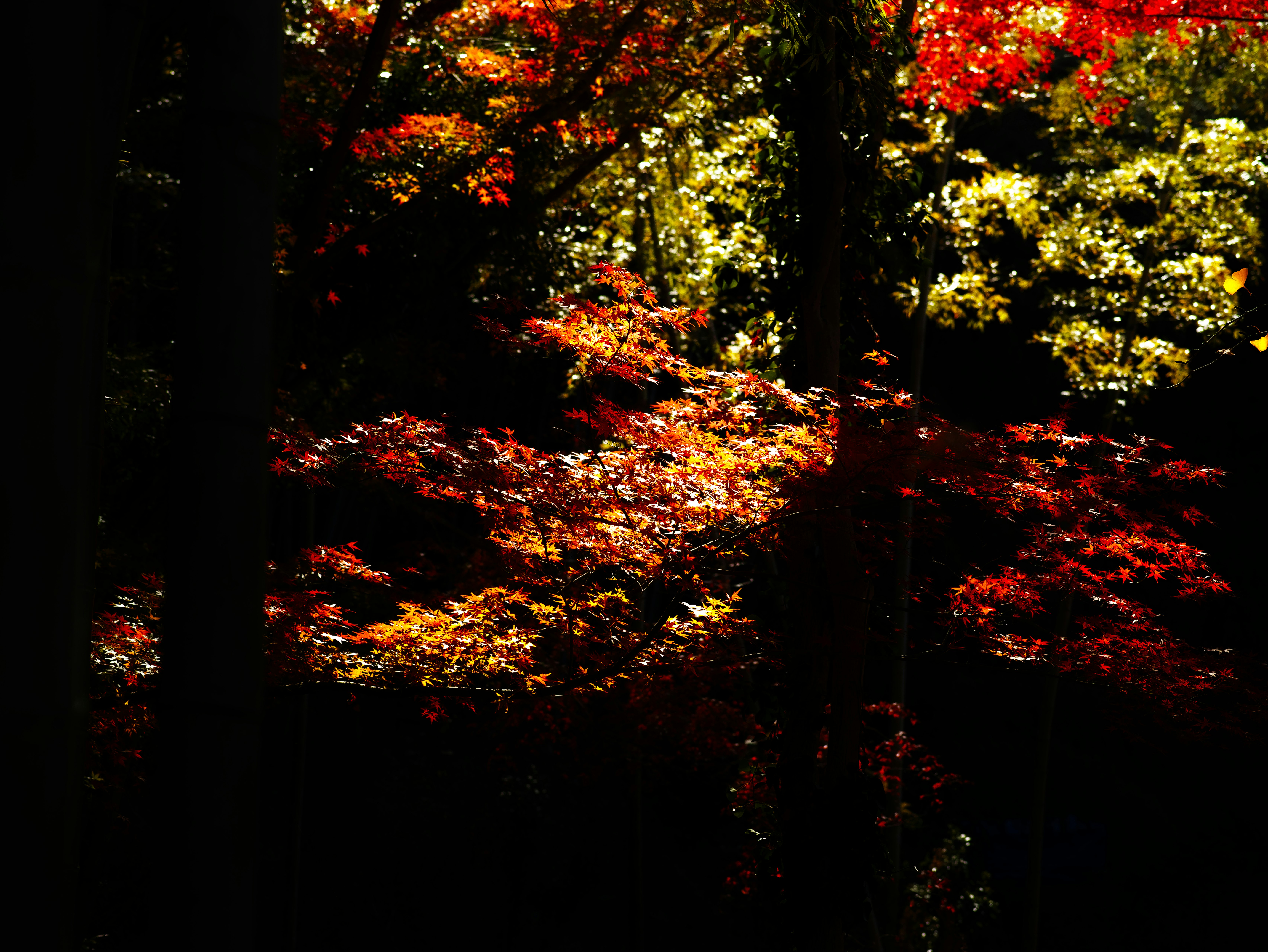 紅葉の並木道を流れる光と影のある秋の景色
