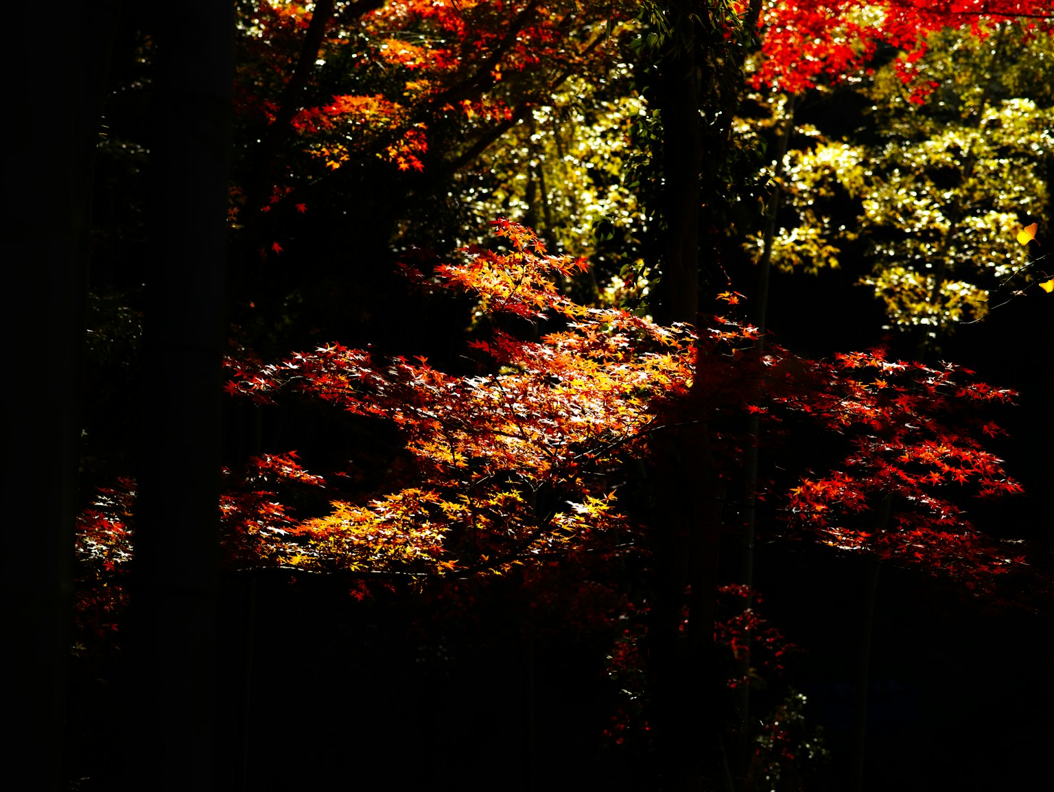 photo-WUrm6vV6LejdTXxpX5e1-image