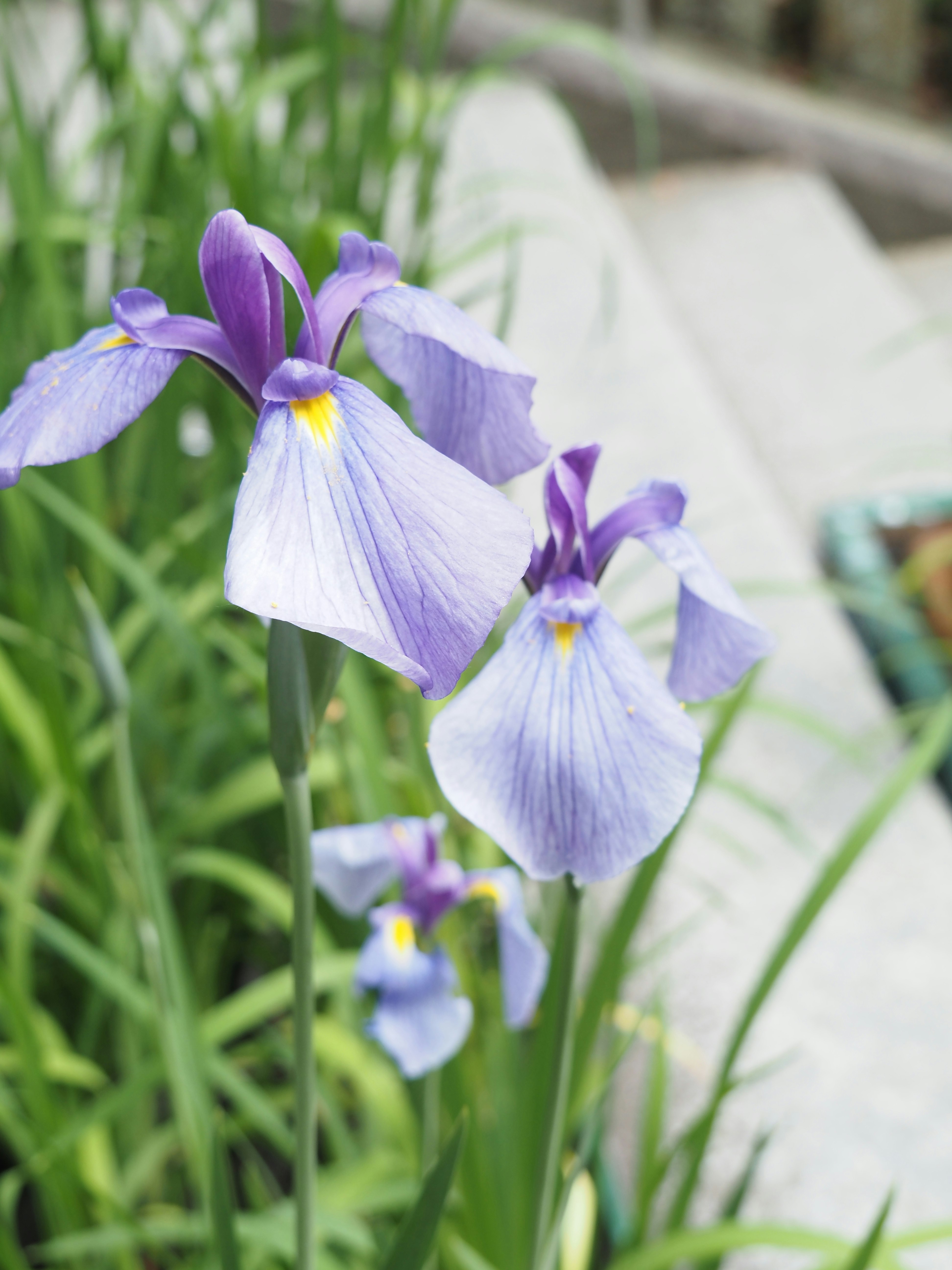 花菖蒲の紫の花が咲く庭の花壇