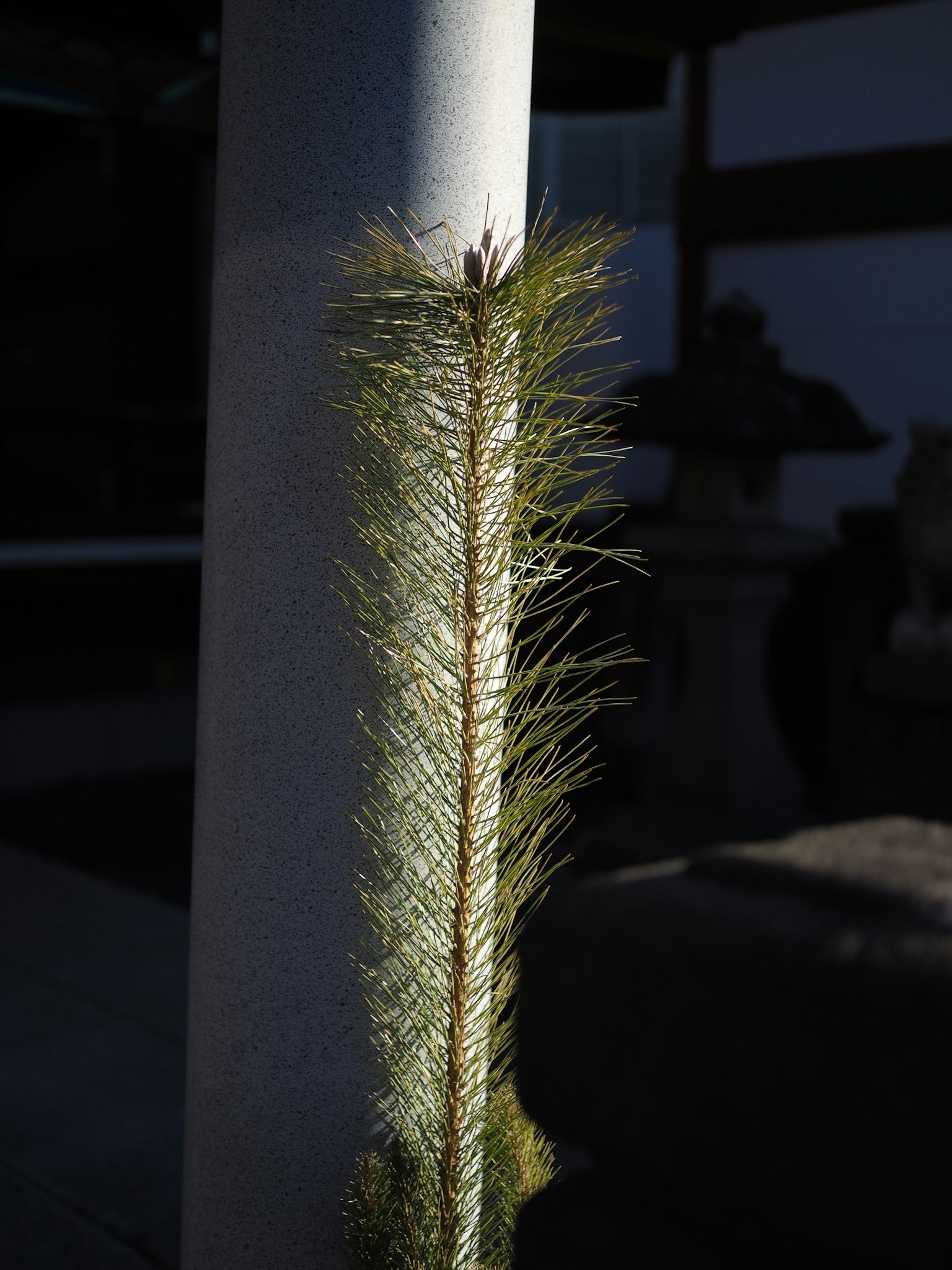 Green plant growing along the column illuminated by sunlight