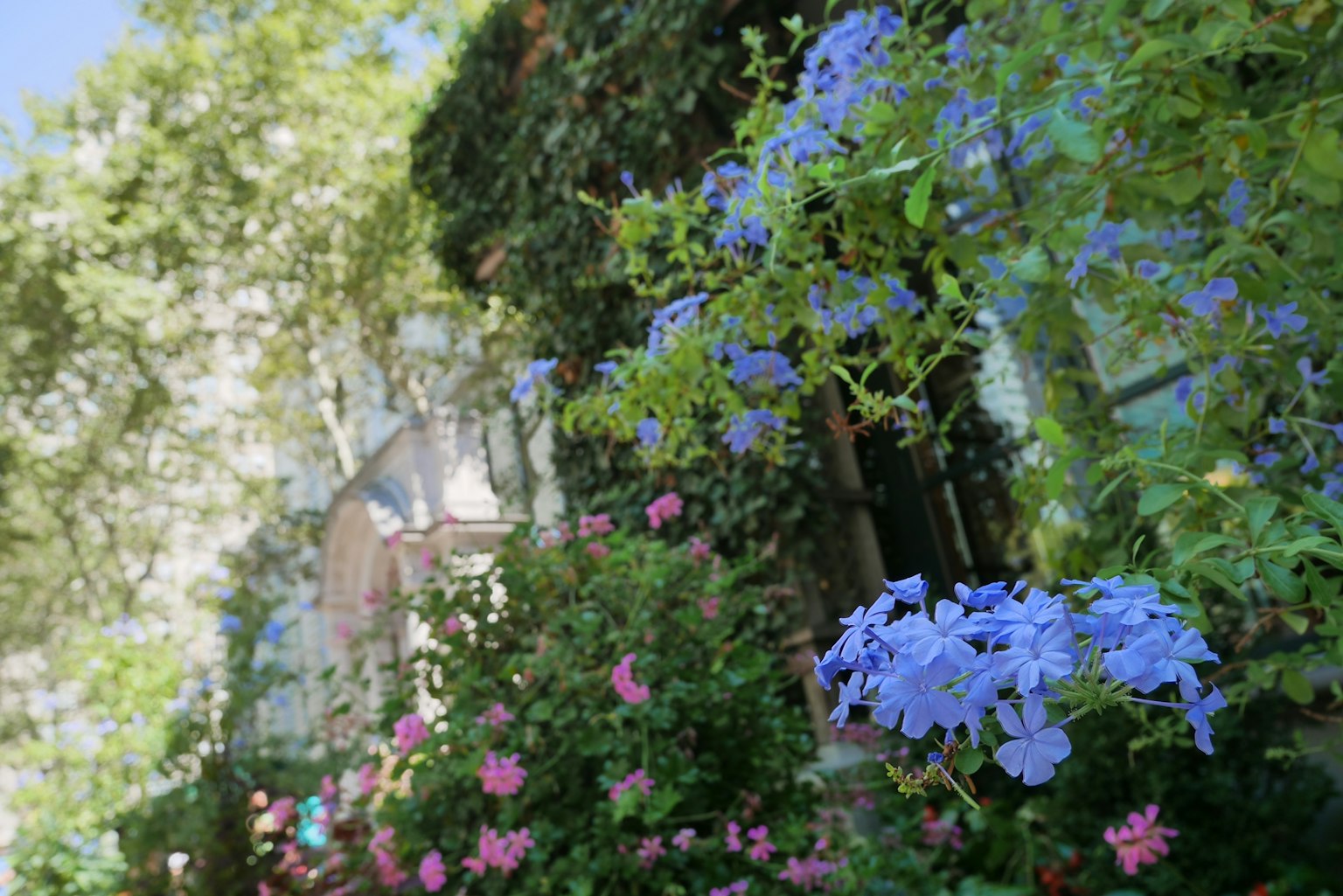 Gartenszene mit blauen und rosa blühenden Blumen