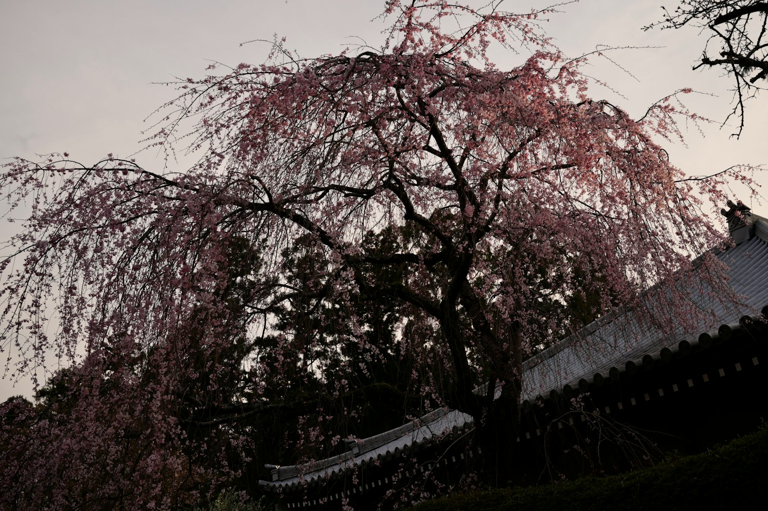 Weeping Cherry Baum bei Dämmerung mit traditioneller japanischer Architektur