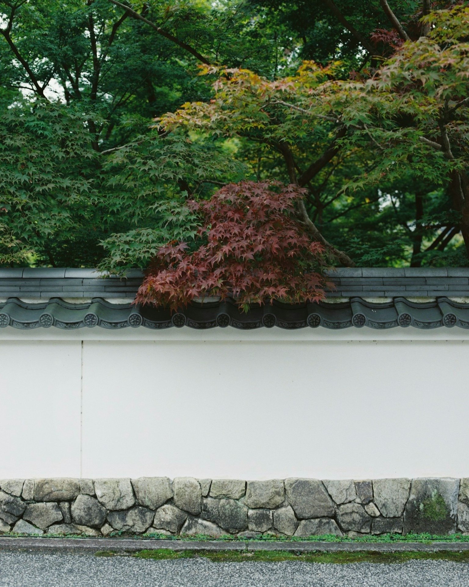 白い壁と石の基礎が特徴の日本の伝統的な建築の一部 赤い葉の木が壁の上に広がっている