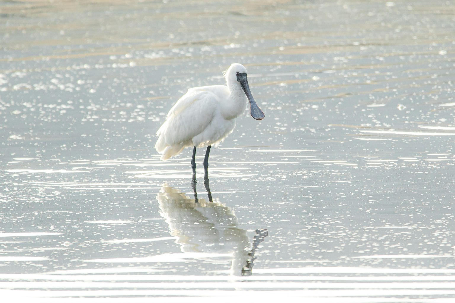 Ein weißer Löffler steht im flachen Wasser