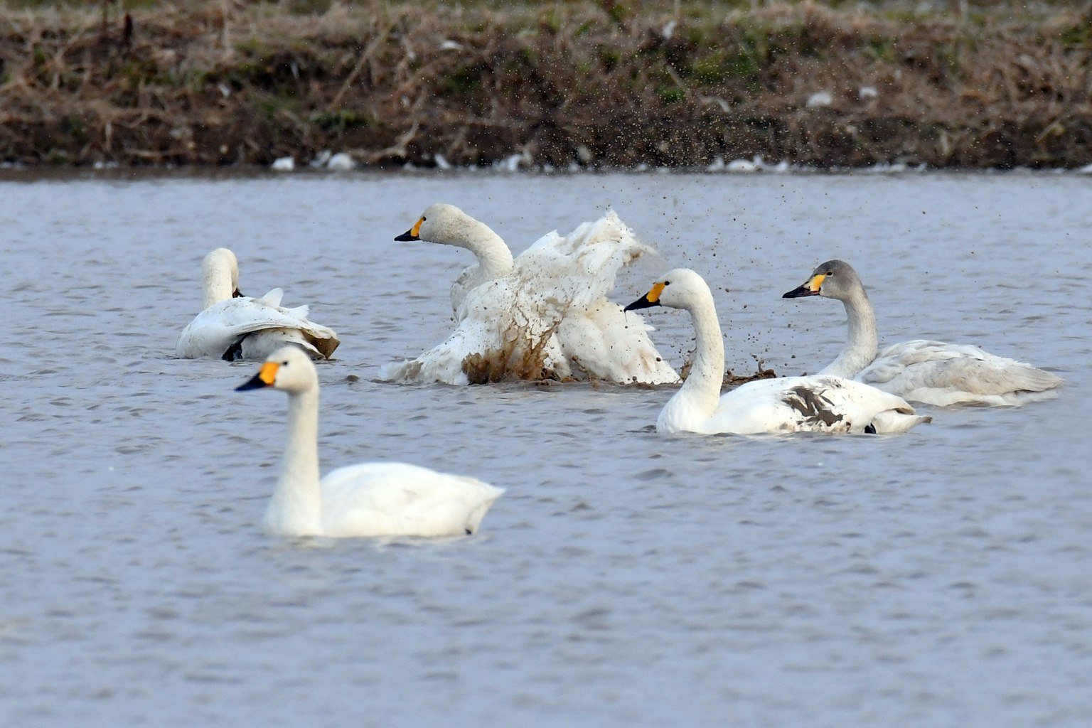 Un gruppo di cigni che nuotano sull'acqua
