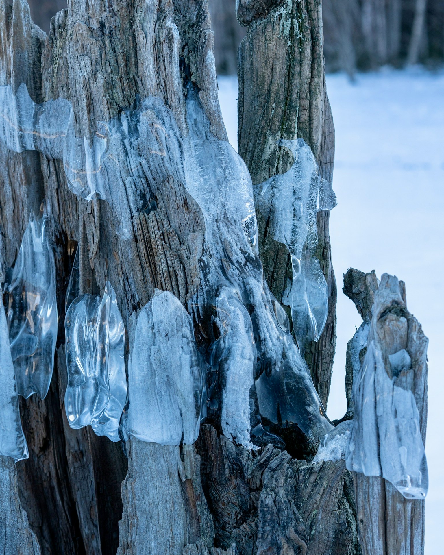 Nahaufnahme eines mit Eis bedeckten Baumstamms einzigartige Winterlandschaft