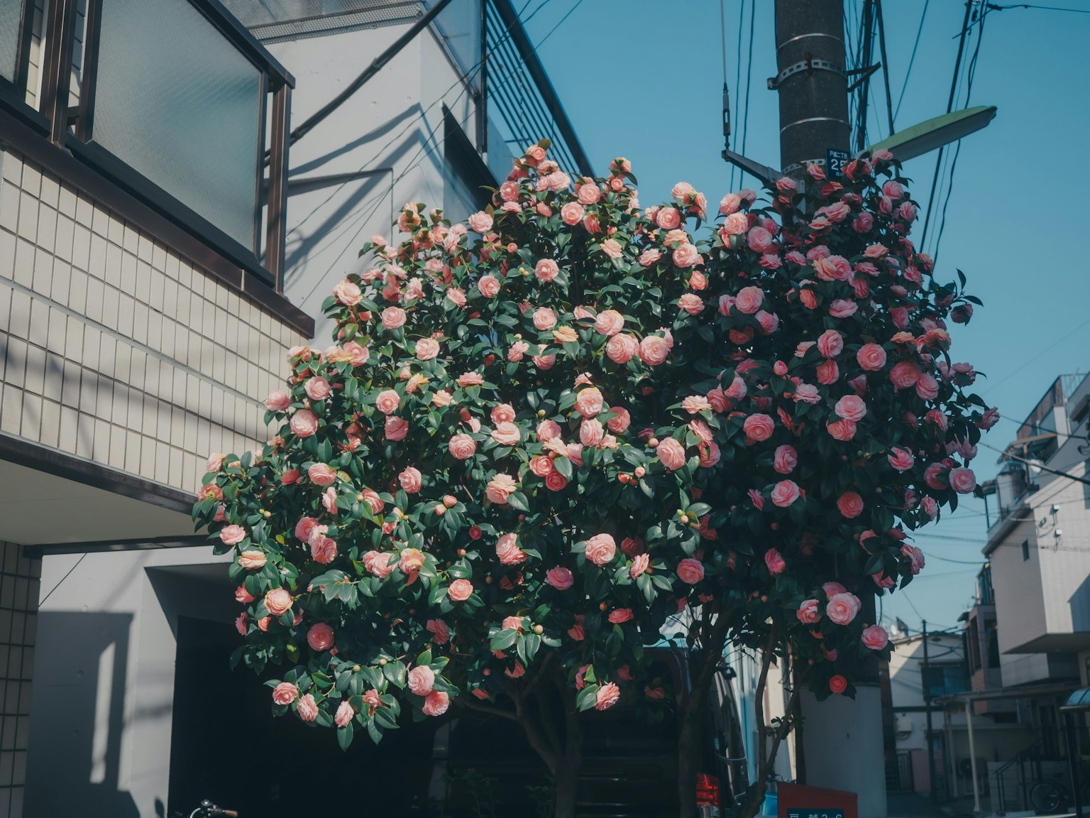 Baum mit blühenden rosa Blumen neben einem Gebäude