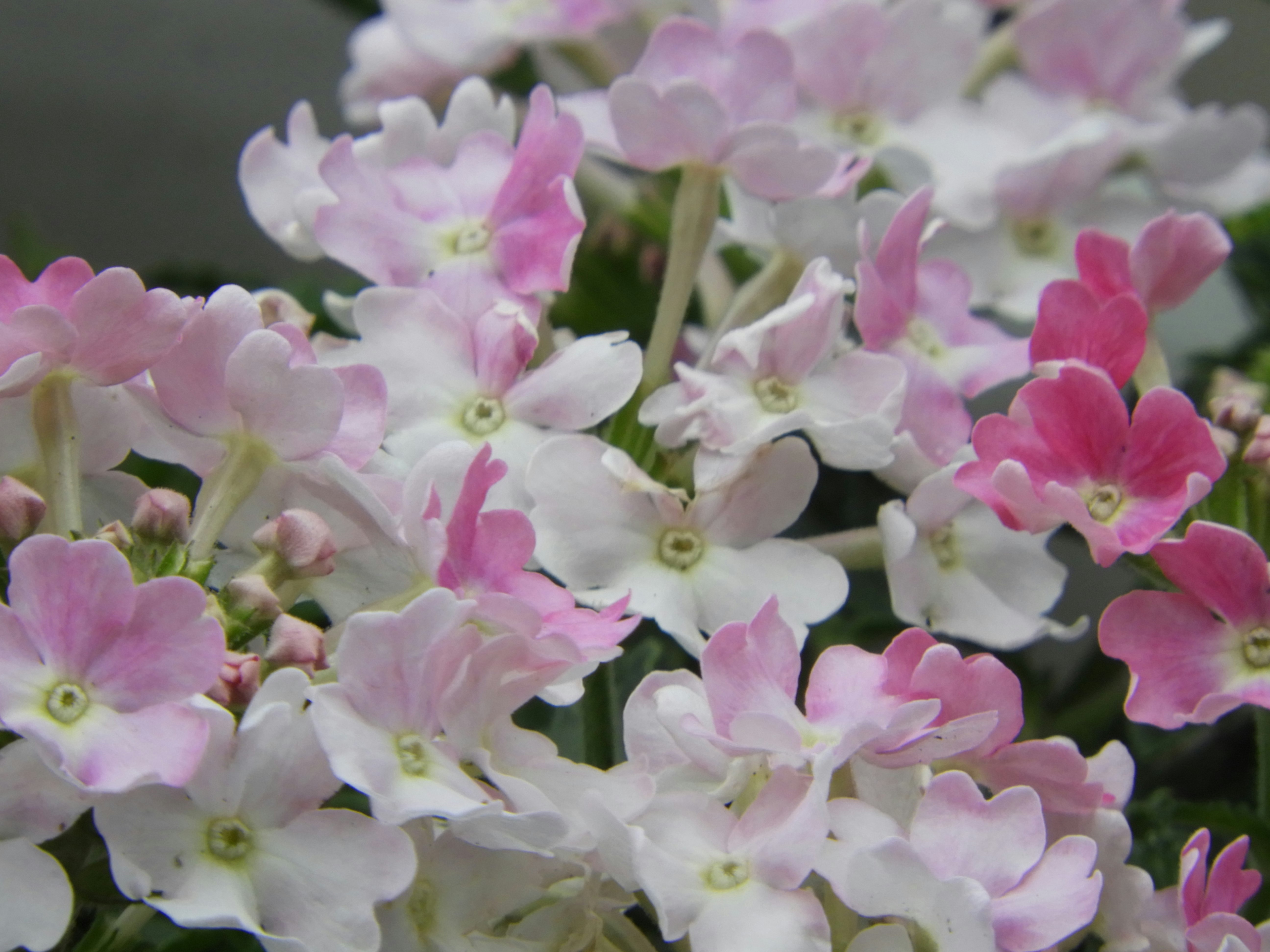 淡いピンクと白の花が密集した花畑のようなクローズアップ