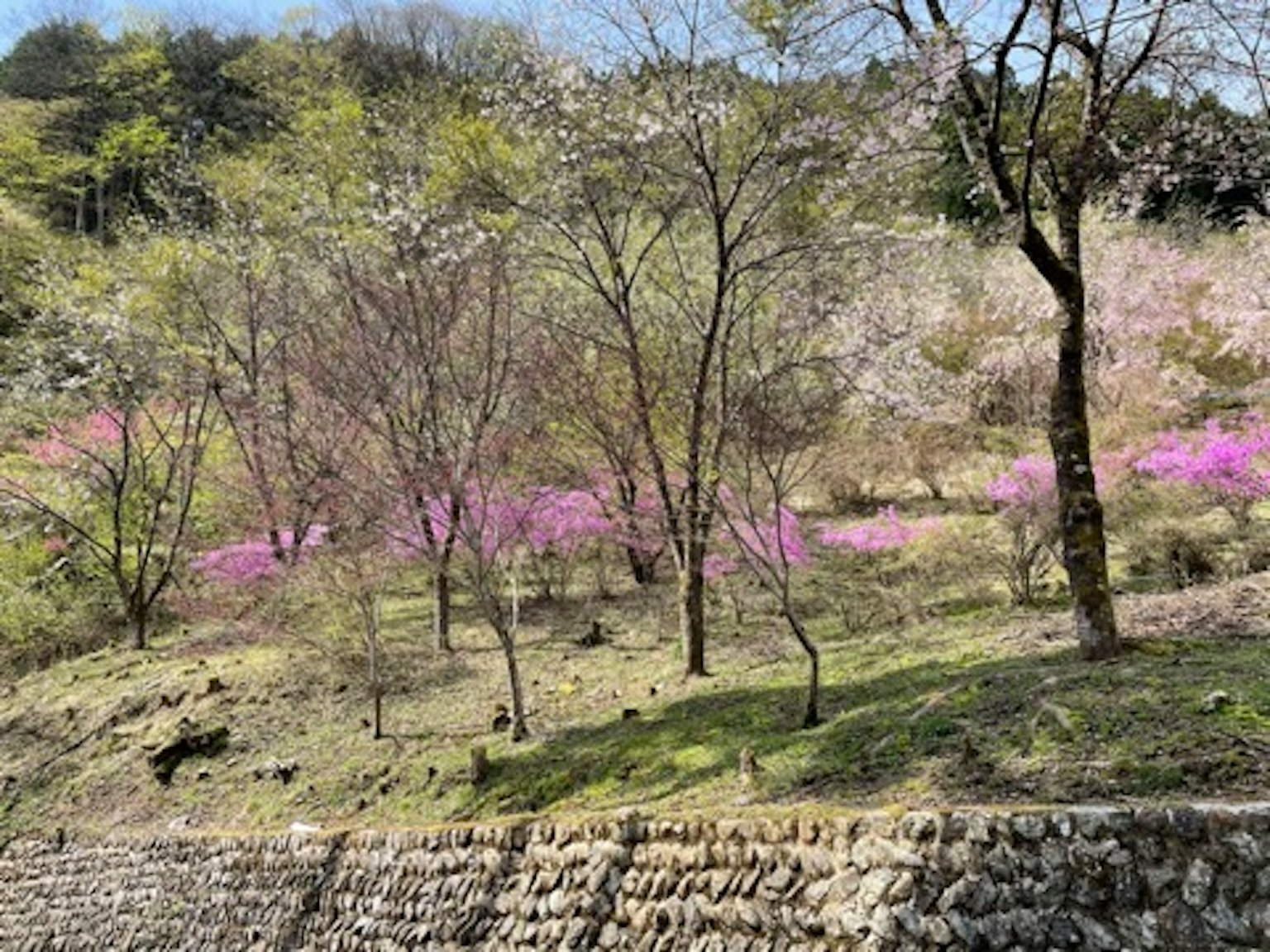 Landschaft mit blühenden rosa Blumen auf einem grünen Hügel im Frühling