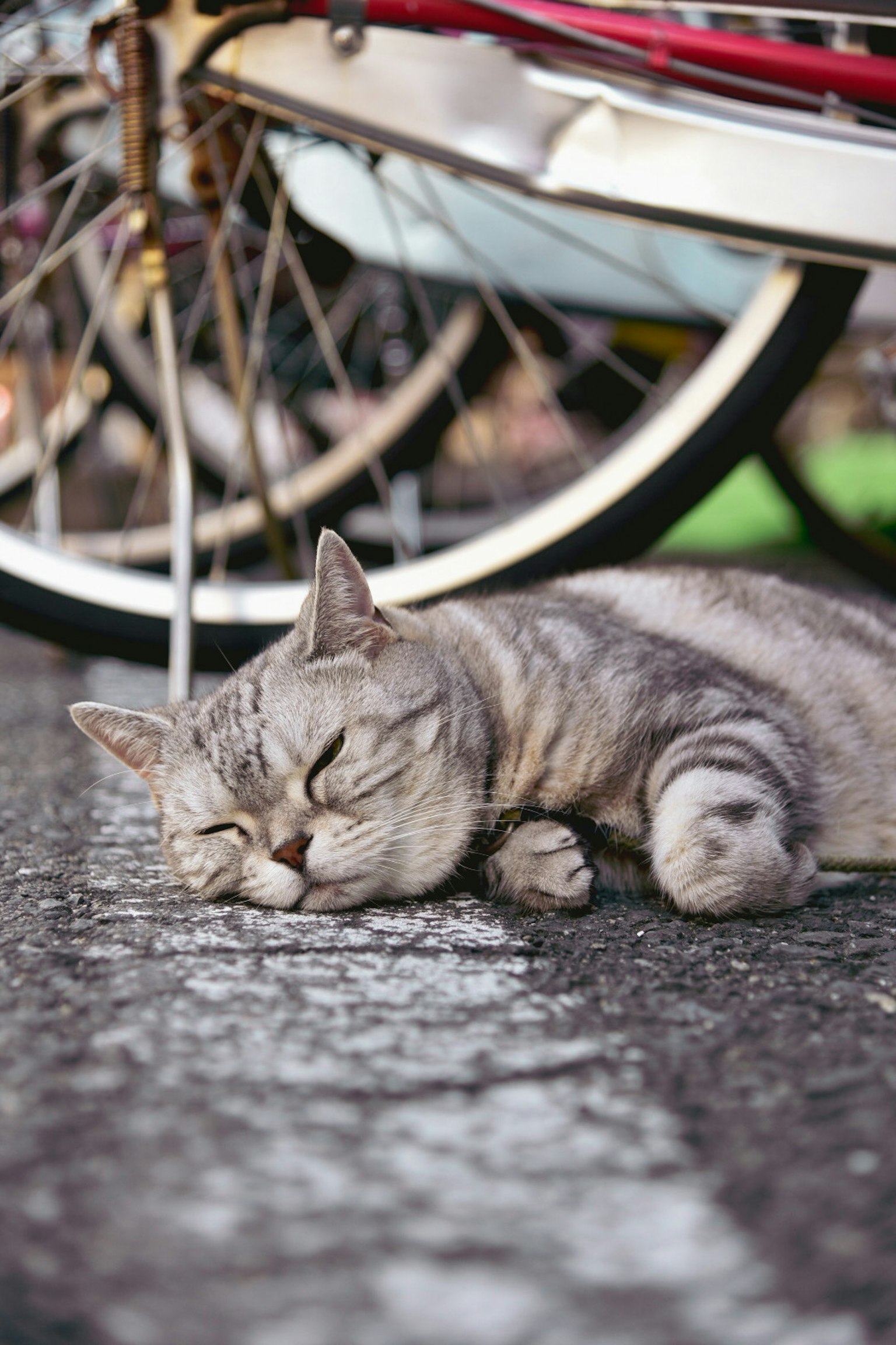 自転車の下で寝ている灰色の猫の写真