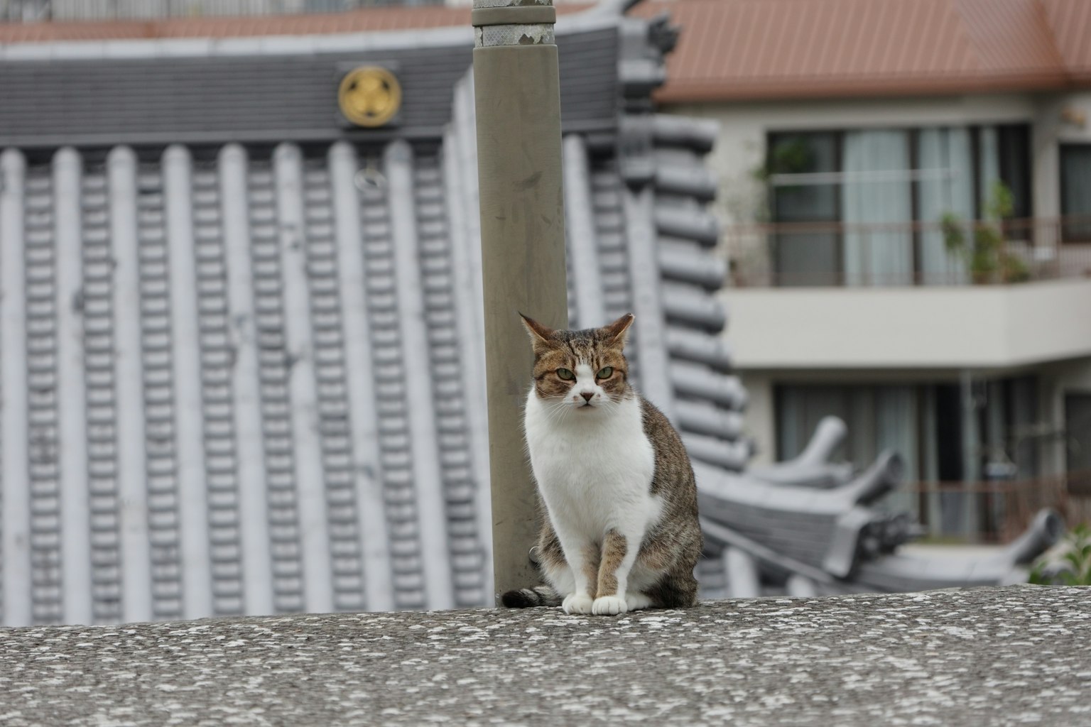 一只坐在屋顶上的猫，背景是传统建筑