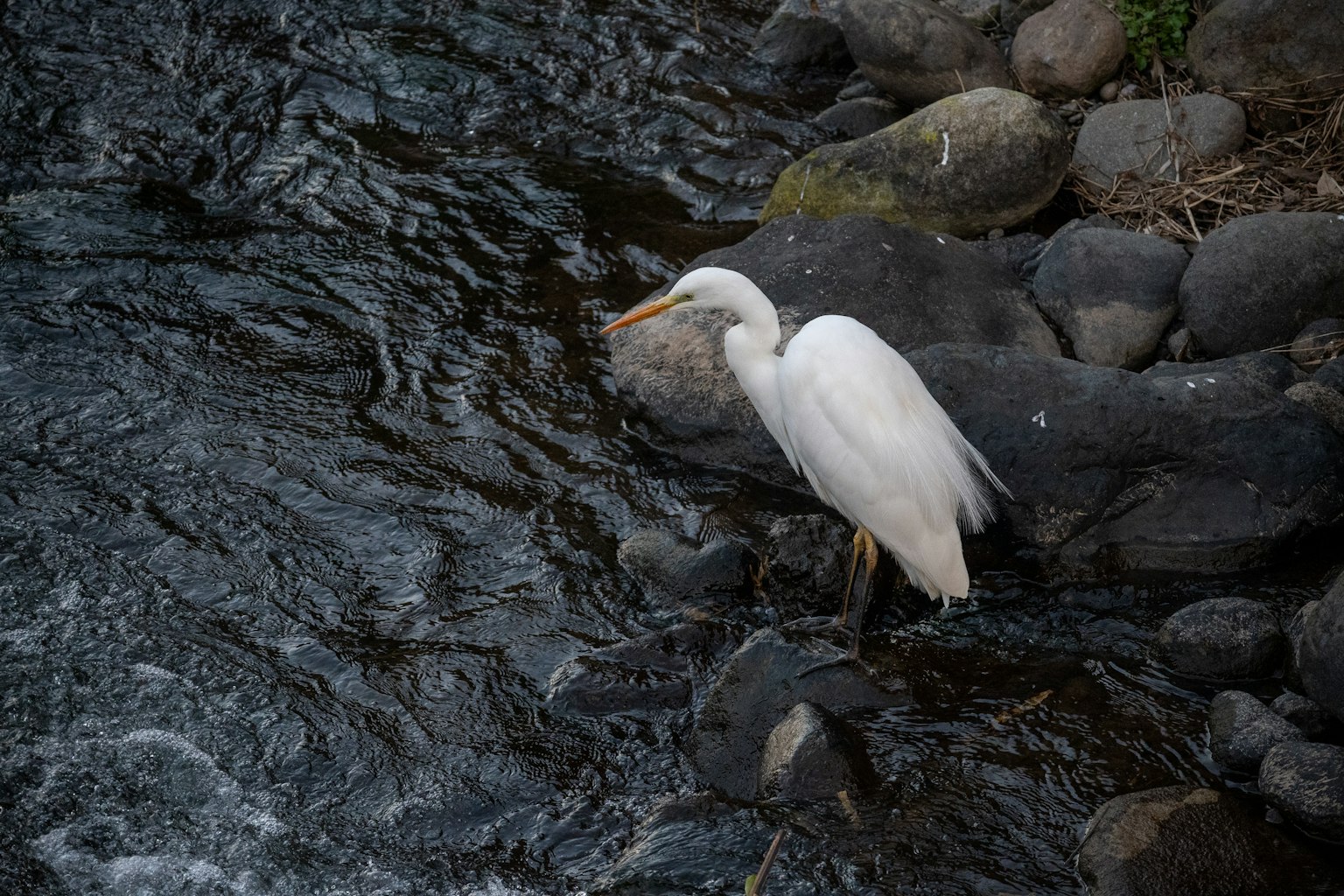 Un pájaro blanco de pie sobre rocas junto a un arroyo