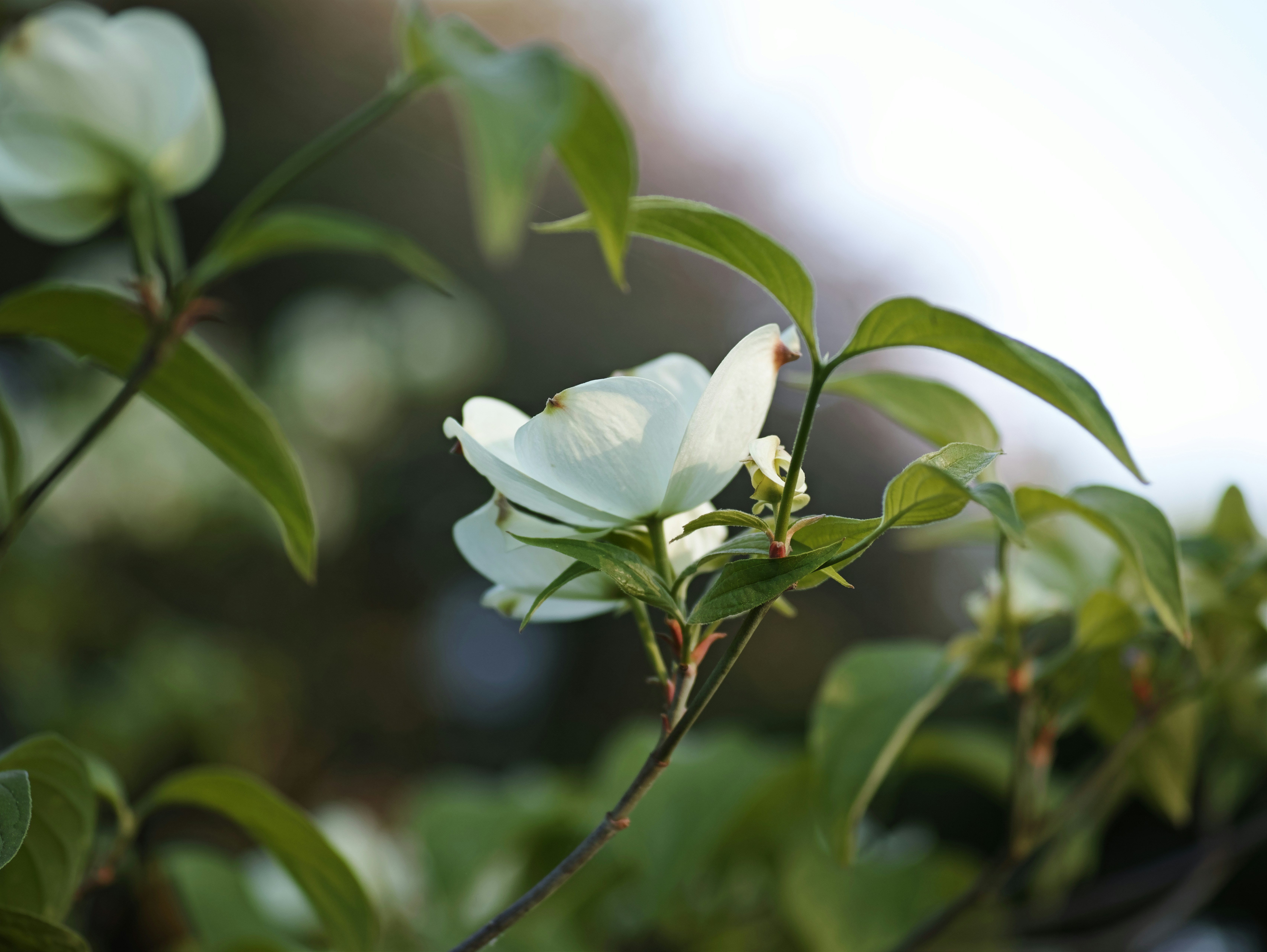 白い花と緑の葉が揺れる草木のクローズアップ