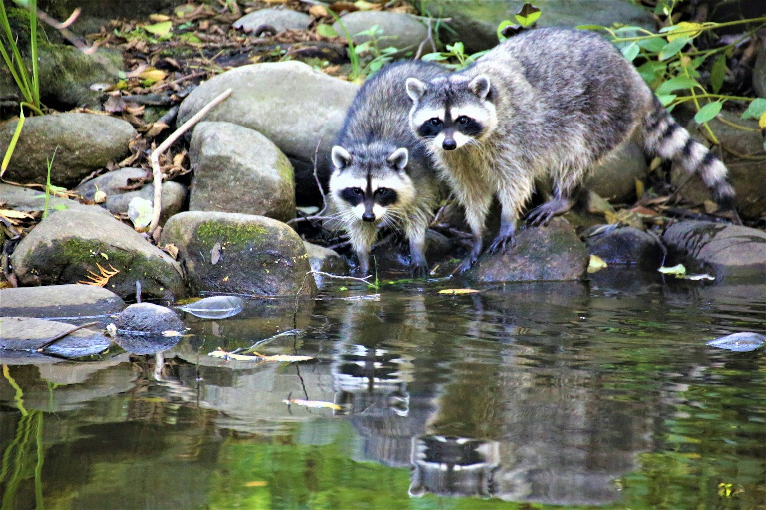 Dos mapaches de pie sobre rocas cerca del agua