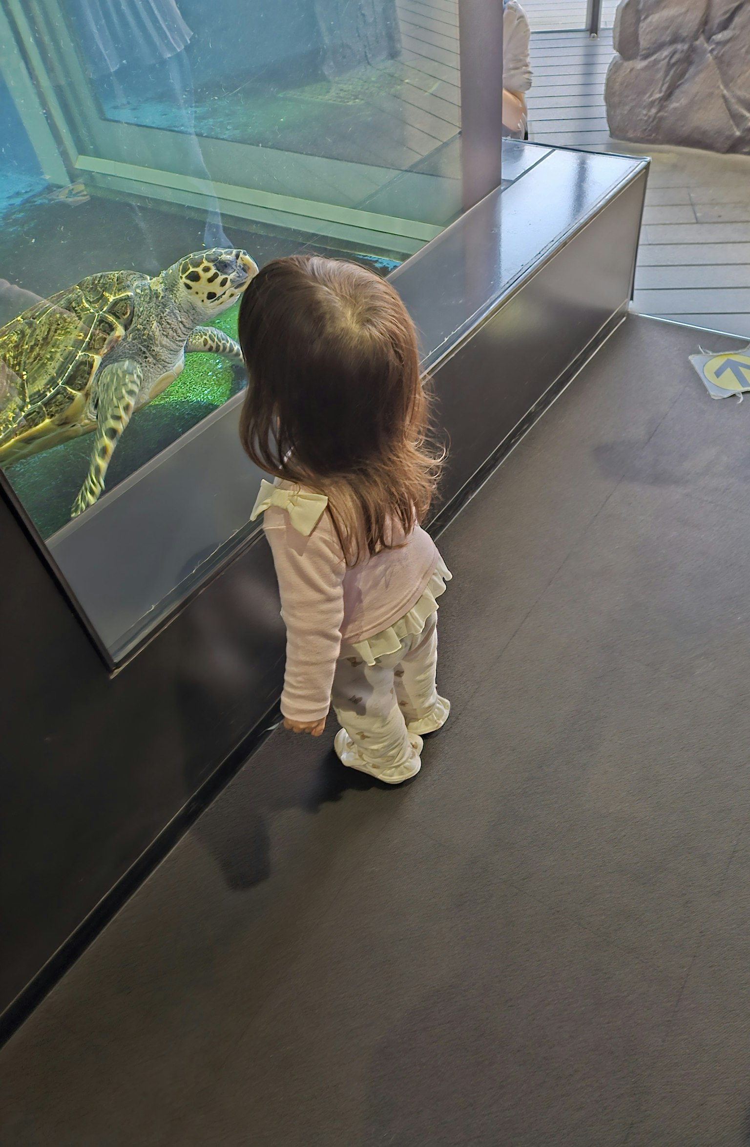 Una giovane ragazza che osserva una tartaruga marina in un acquario