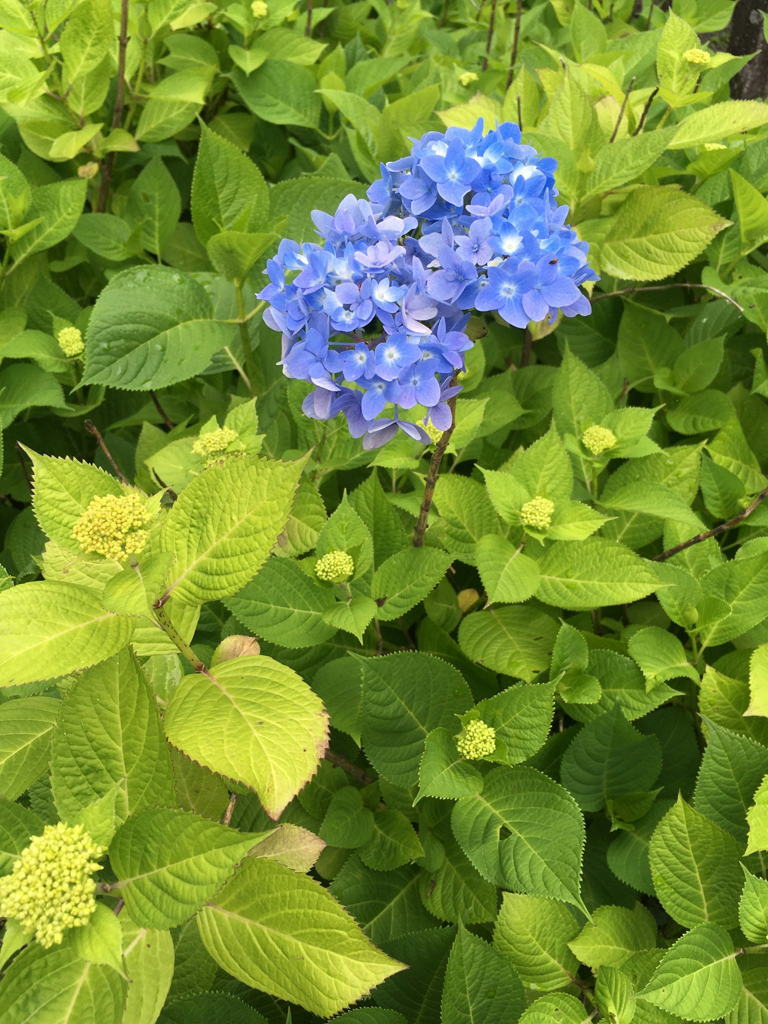 一簇藍色繡球花被鮮豔的綠色葉子包圍