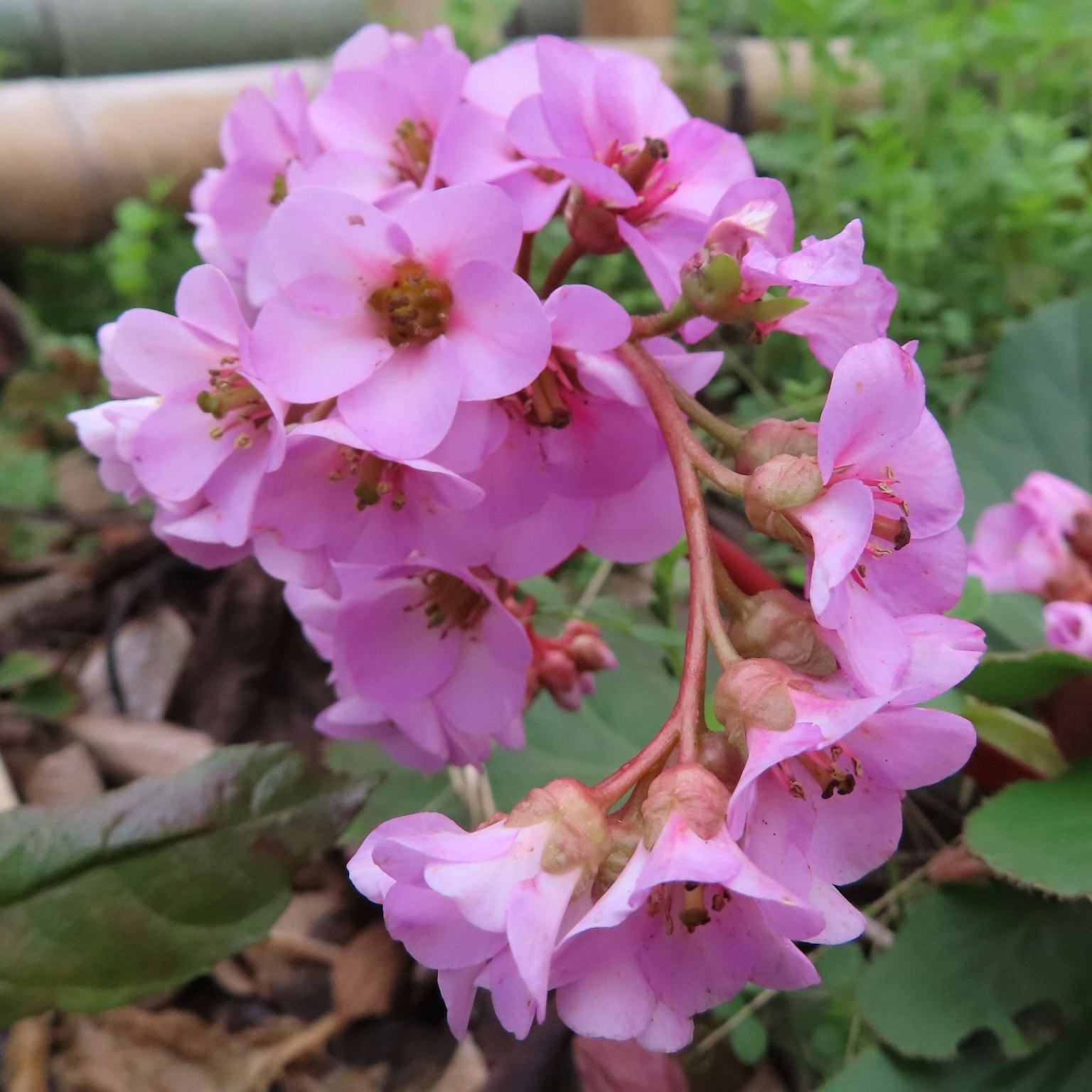 Cluster of vibrant pink flowers in a natural setting