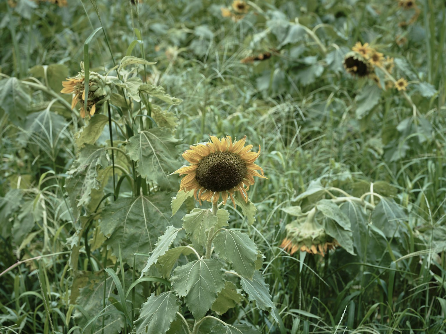 Feld von Sonnenblumen umgeben von grünem Gras