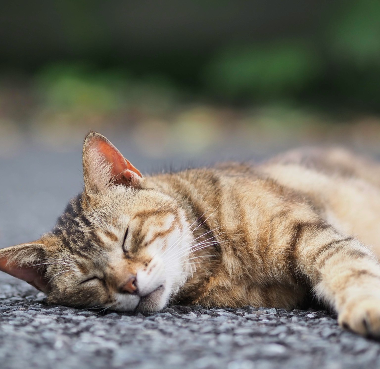 一只躺在沥青上的棕色猫