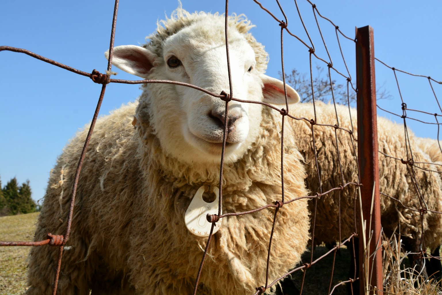 Gros plan sur le visage d'un mouton regardant à travers une clôture avec de la laine douce