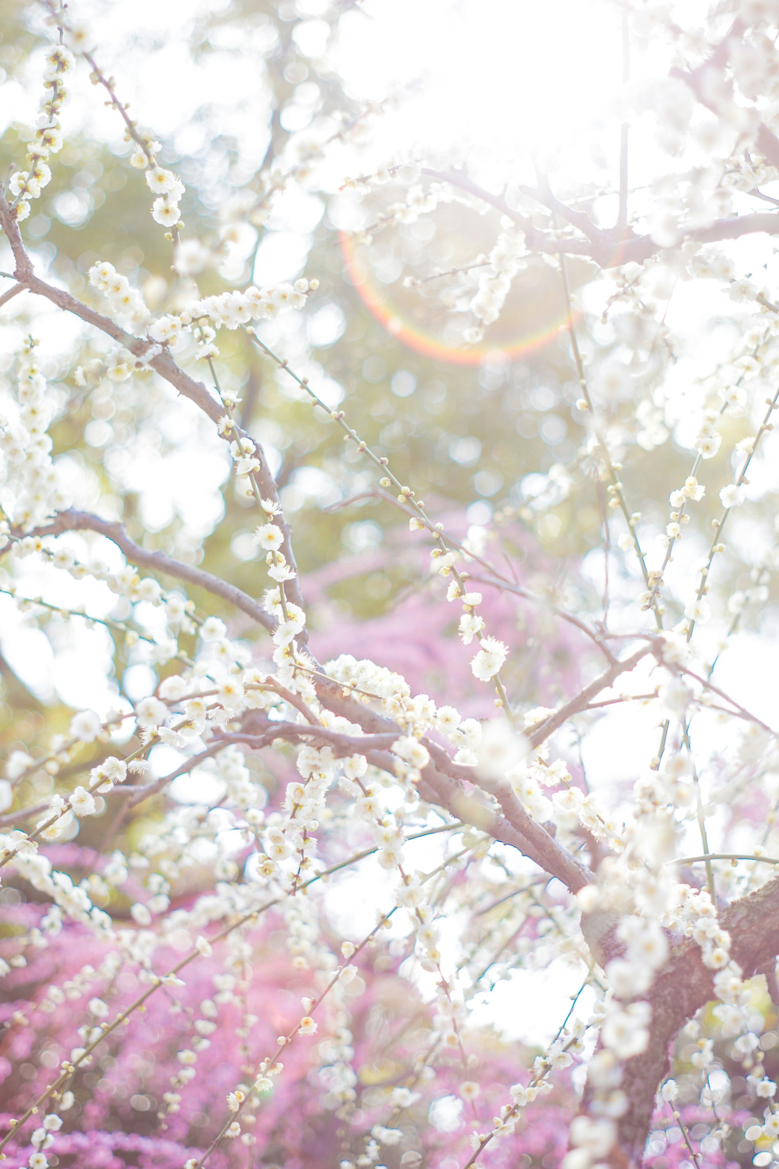 햇빛을 받는 하얀 매화꽃과 분홍색 배경